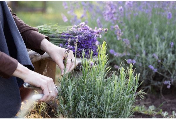 Lavendel snoeien