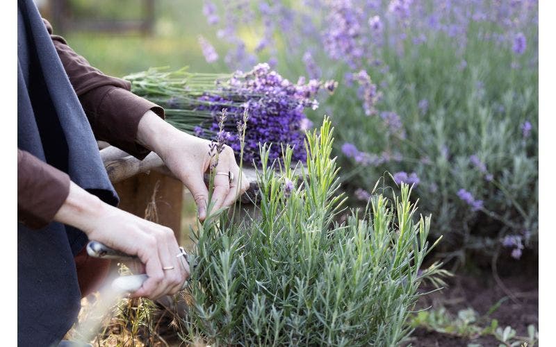Lavendel snoeien