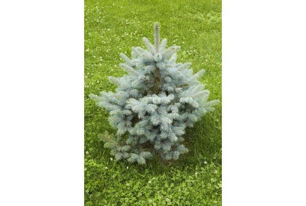 Kerstboom