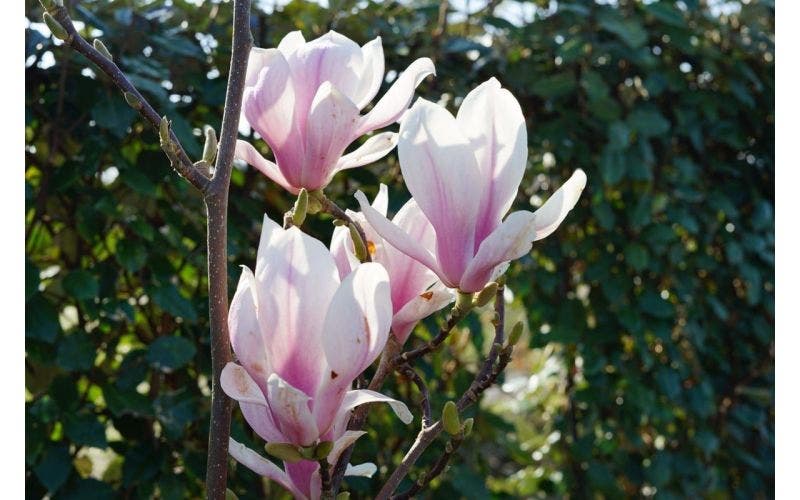 Maart magnolia