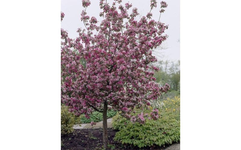 Bomen kleine tuin