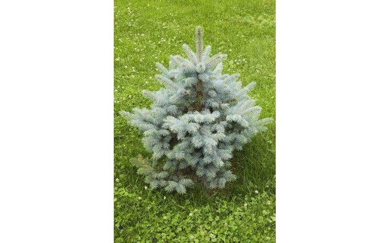 Kerstboom