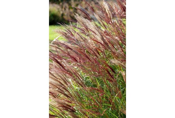 Miscanthus soorten