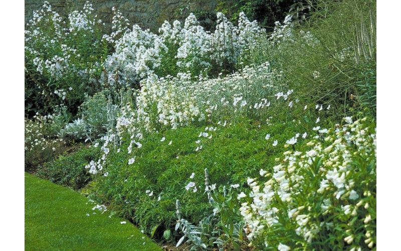 witte bloemen