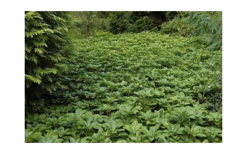 wintergroene bodembedekkers
