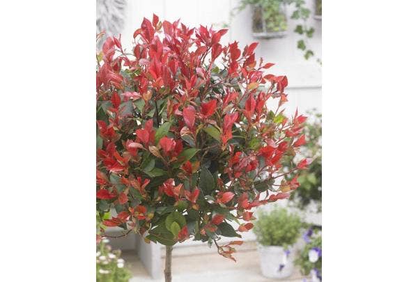 Photinia snoeien
