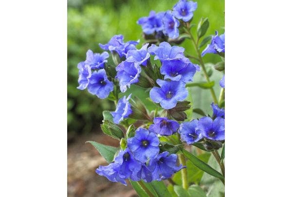 Longkruid (Pulmonaria)