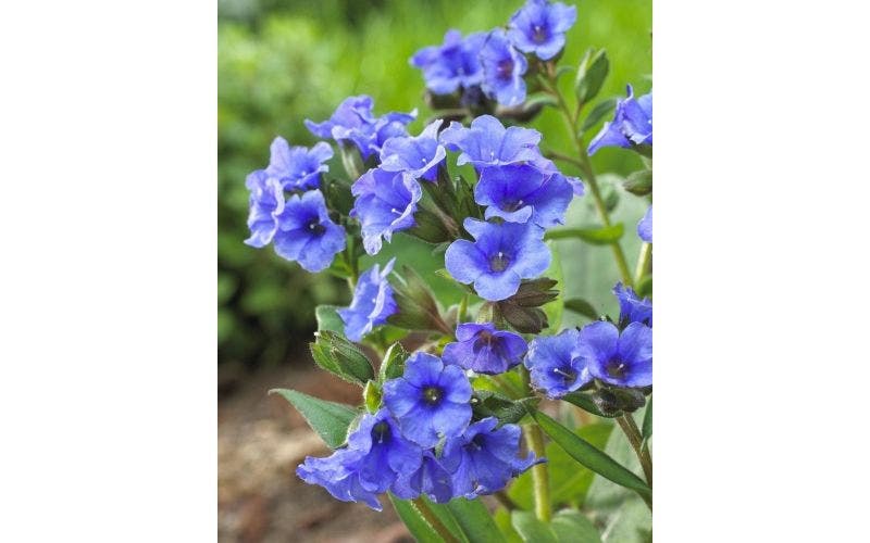 Longkruid (Pulmonaria)