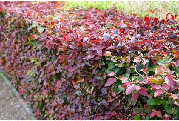 Beukenhaag (Fagus sylvatica) planten