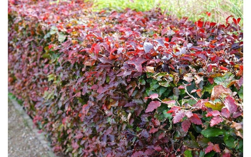 Beukenhaag (Fagus sylvatica) planten