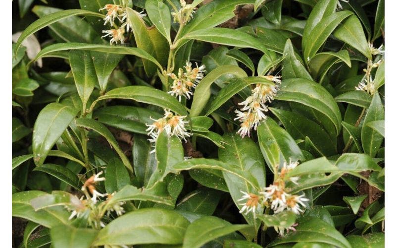 Zoete buxus - Sarcococca