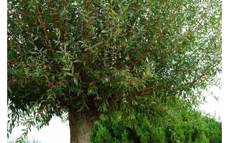 Veilige planten voor paarden