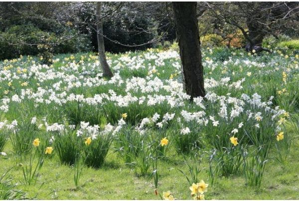 verwilderingsbollen - wat zijn het en welke soorten