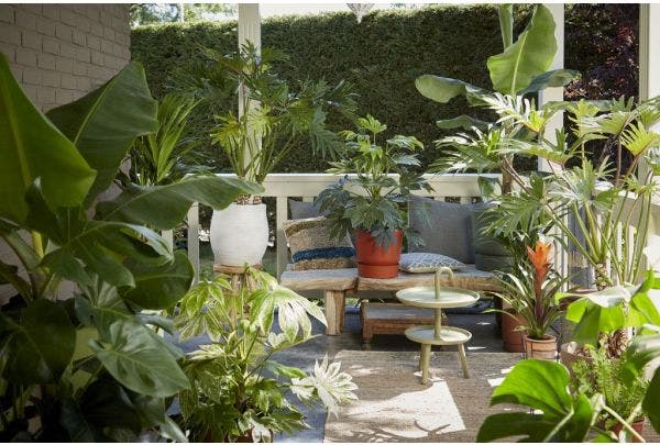 kamerplanten_buitenplanten