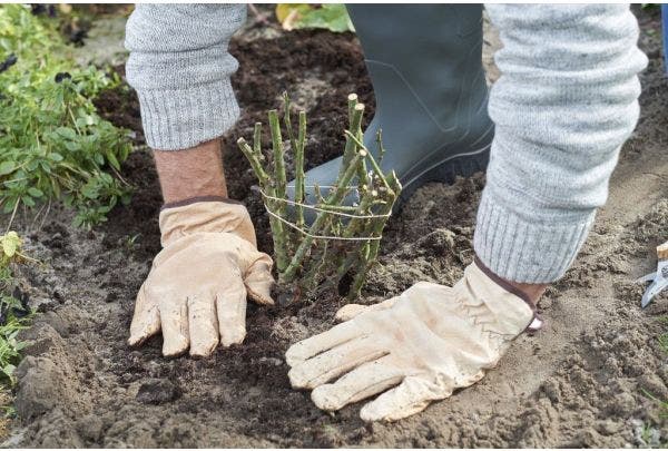 aanplanten