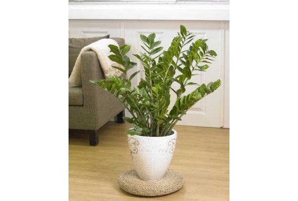 Makkelijke kamerplanten