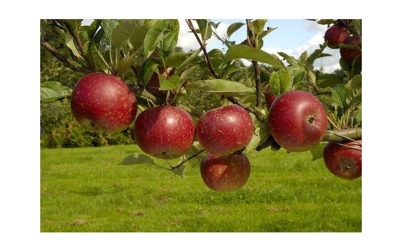 Appelboom snoeien
