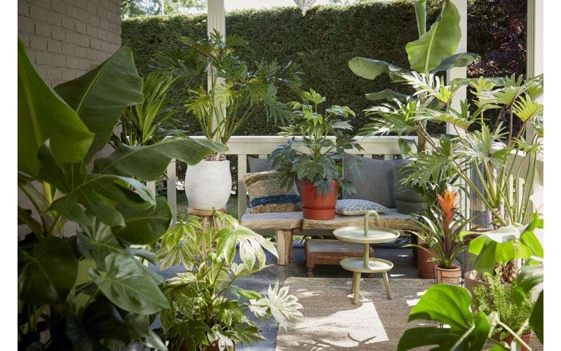 kamerplanten_buitenplanten