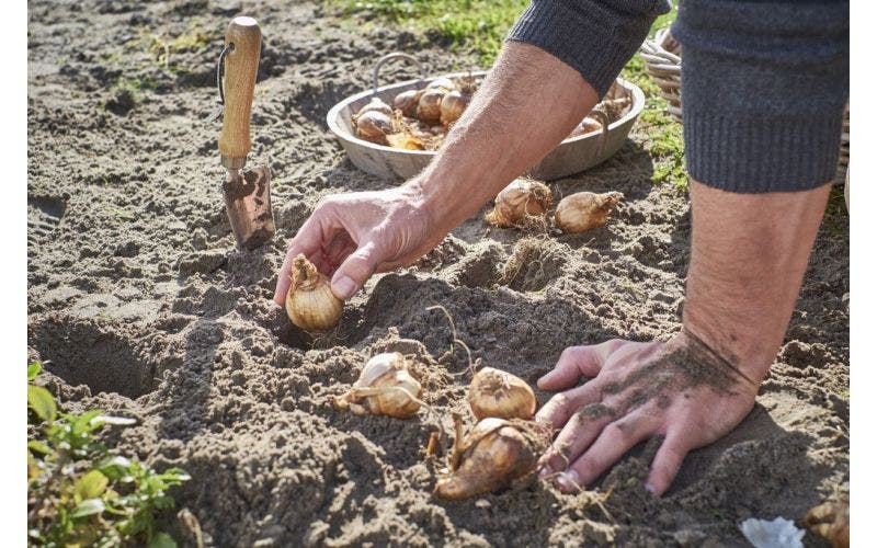 Bloembollen planten