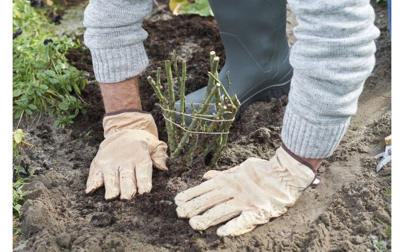 aanplanten