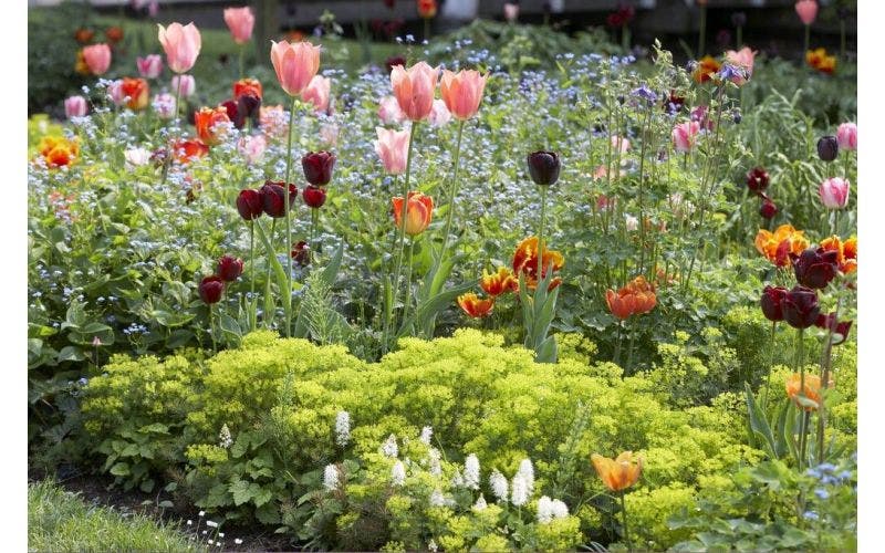 Bloembollen in de border