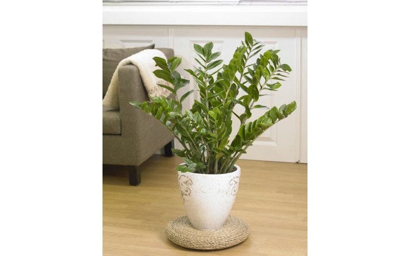 Makkelijke kamerplanten