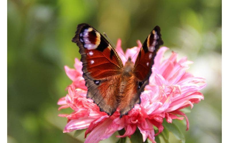 Vlinders in de tuin