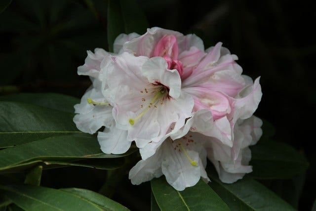 Kleinblijvende rododendron en dwergrododendrons