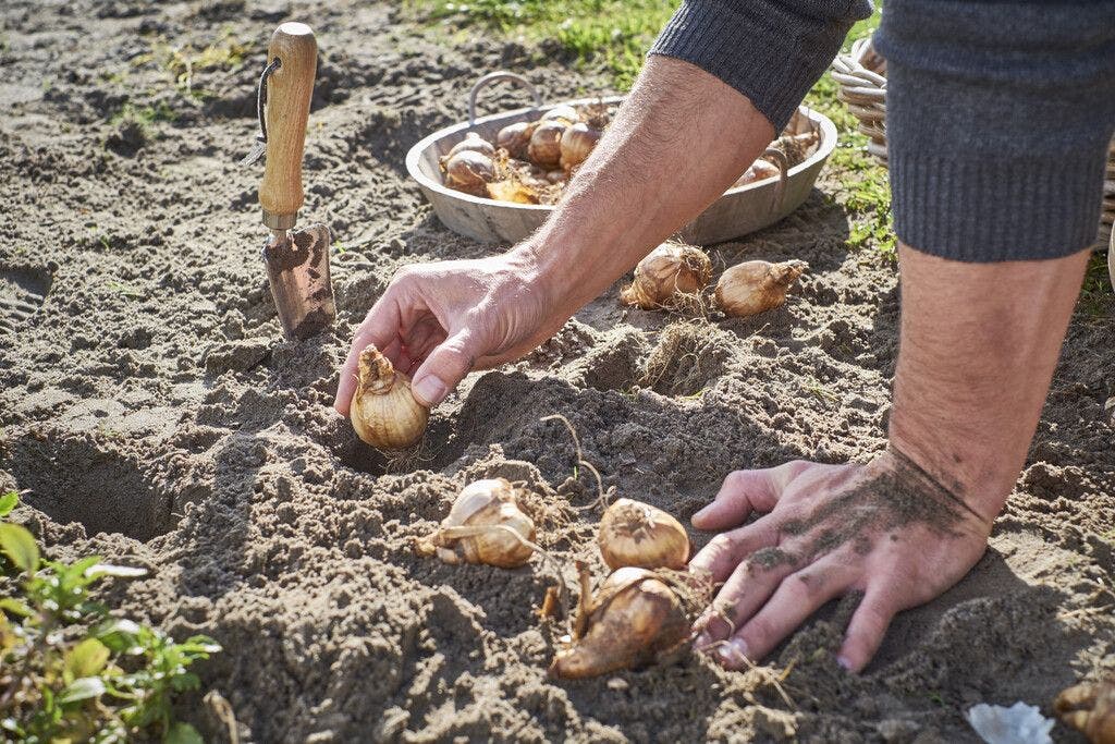 Bloembollen planten