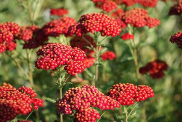 Duizendblad Achillea Millefolium Directplant duizendblad-achillea-millefolium-directplant