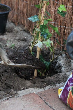 Planten klimop Planten klimop