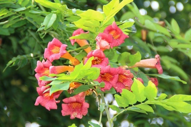 trompetbloem-campsis-radicans-directplant