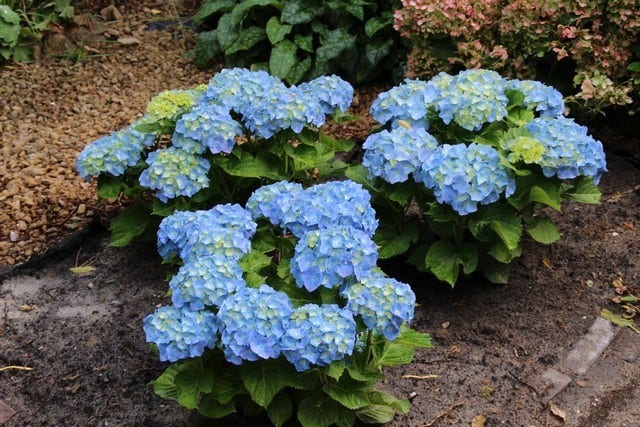 Bloemen Die Tegen De Zon Kunnen - Bloemen