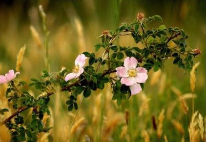 Inheemse planten