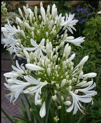 Agapanthus