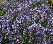 Blauw bloeiende vaste planten