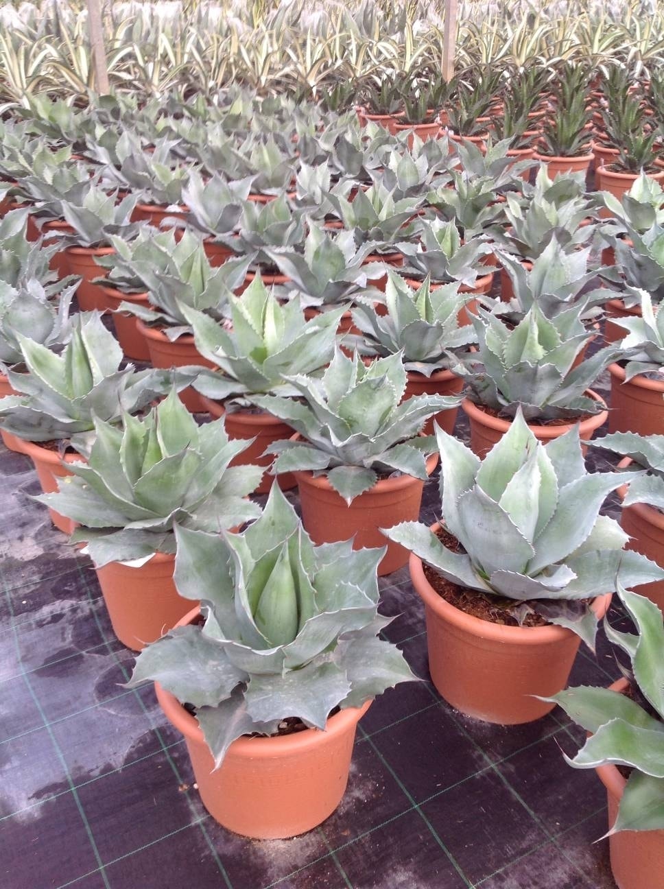 expositie smal Bourgeon Agave kopen? Altijd goedkoop! | Directplant