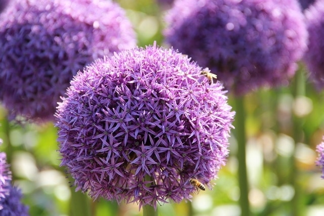 Allium Allium