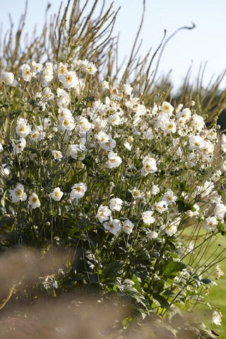 Witte bloemen