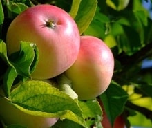 Appelbomen