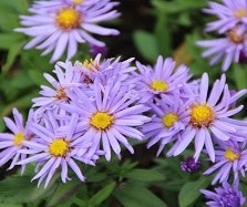 Aster Aster