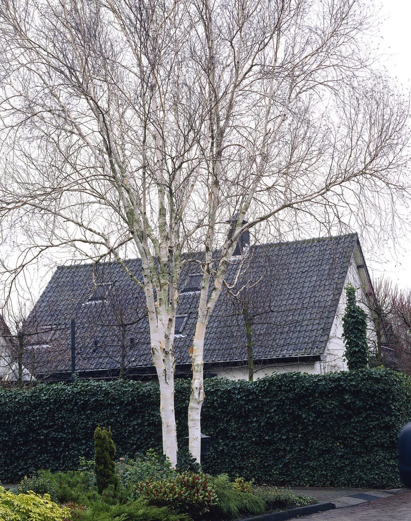 Berk