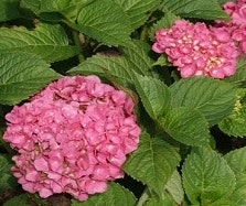 Boerenhortensia Boerenhortensia