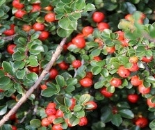 Cotoneaster Cotoneaster