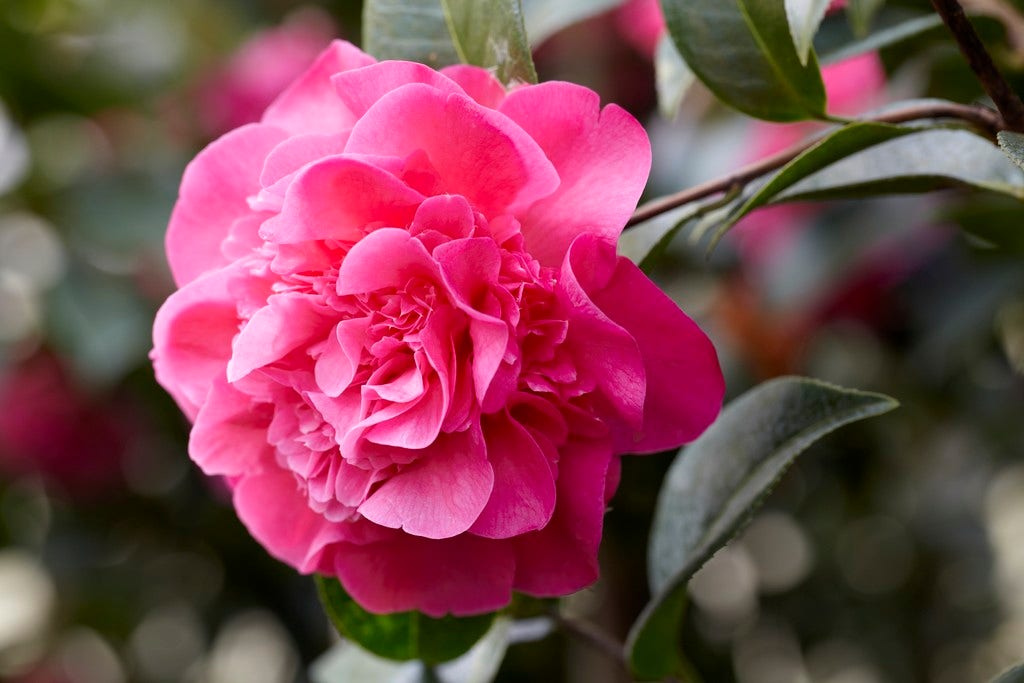Camelia