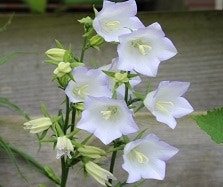 Campanula