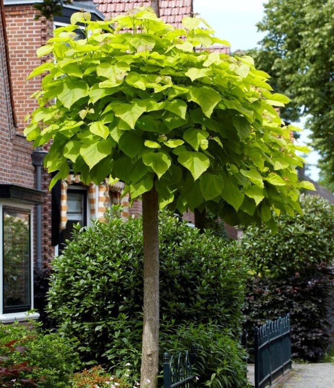 Hoogstambomen Hoogstambomen