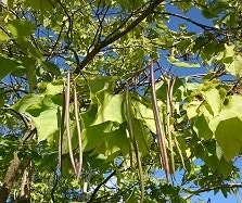Goedkope bomen Goedkope bomen