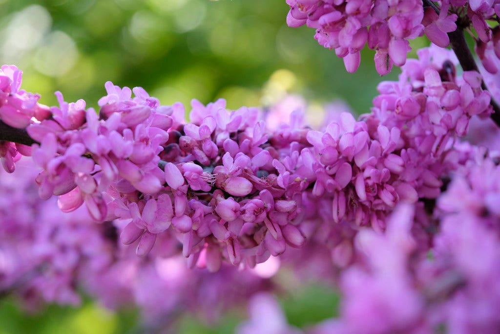 Cercis