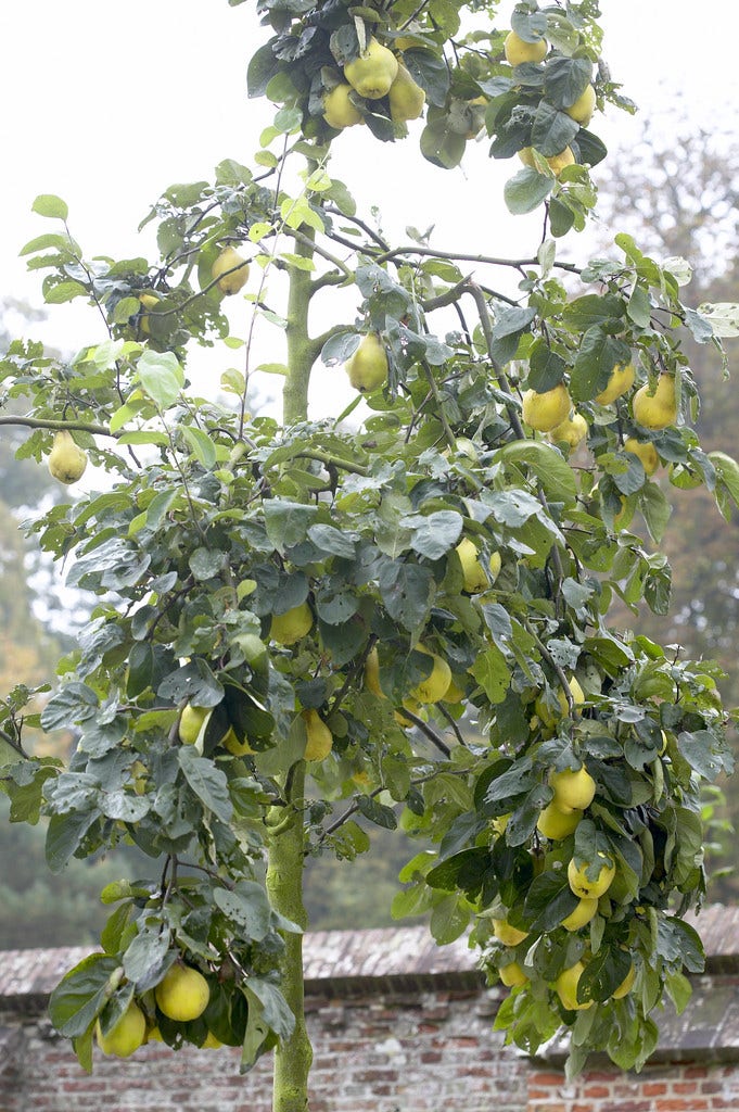 Fruitbomen